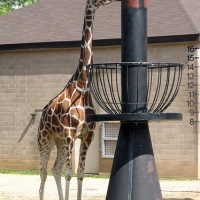 Never tie a giraffe to a street lamp